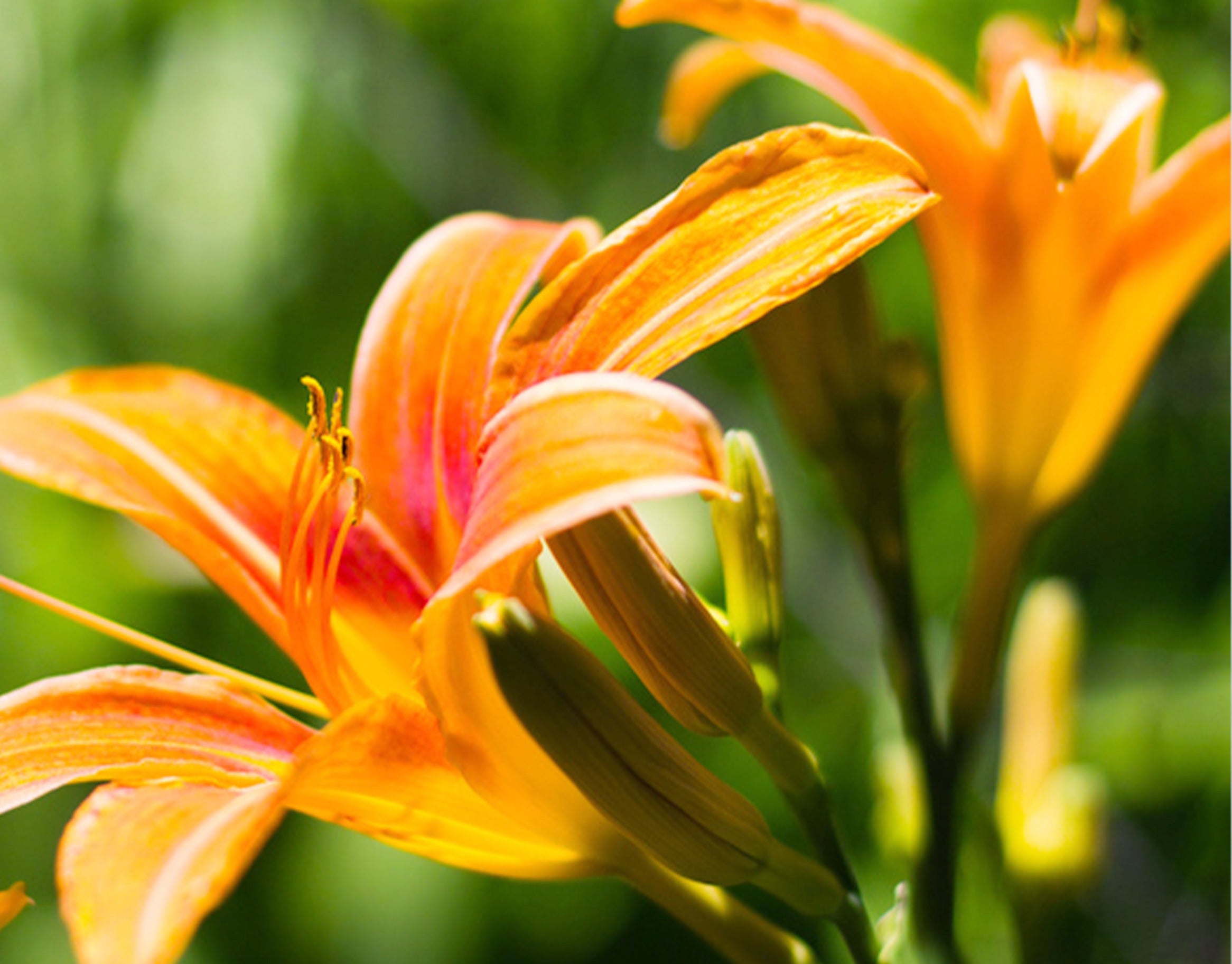 Day Lily Flower Extract