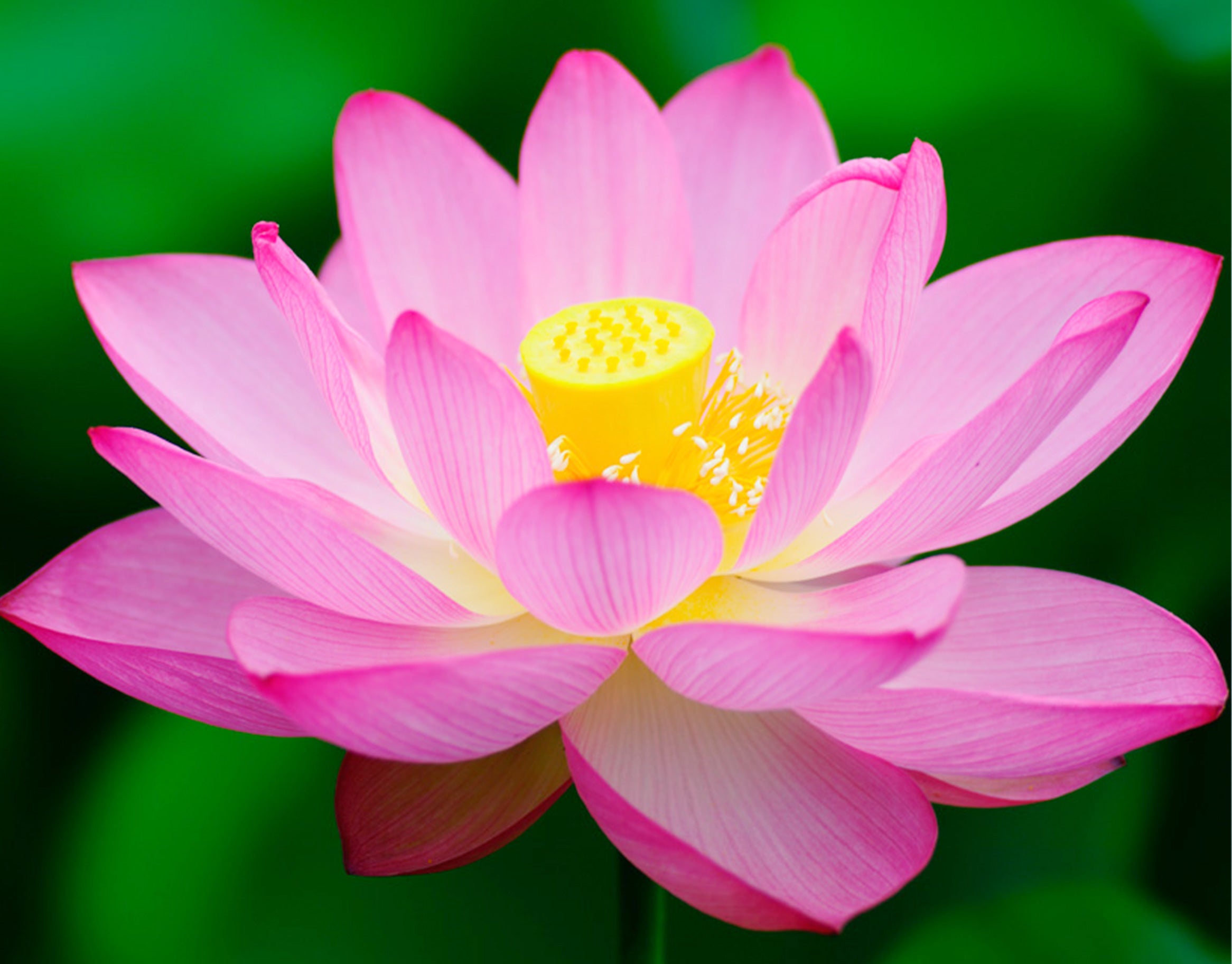 Lotus Flower Extract