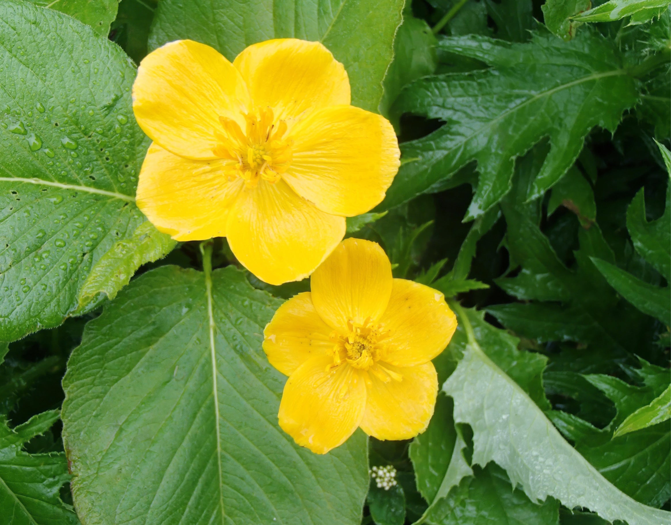 Potentilla Miyabei Callus Extract