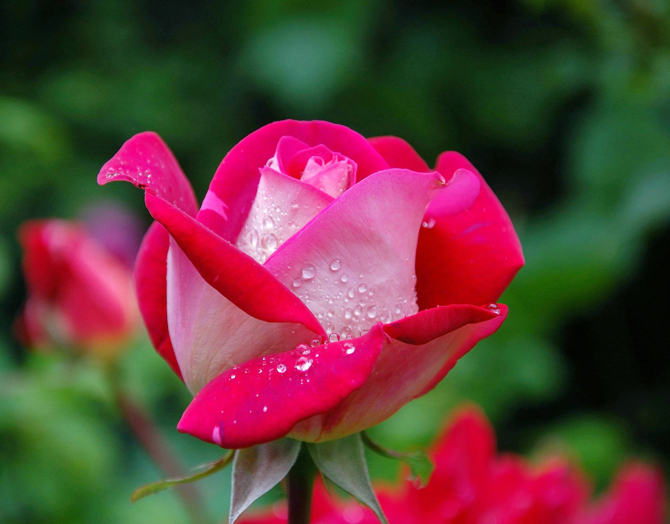 Rosa Hybrid Flower Extract