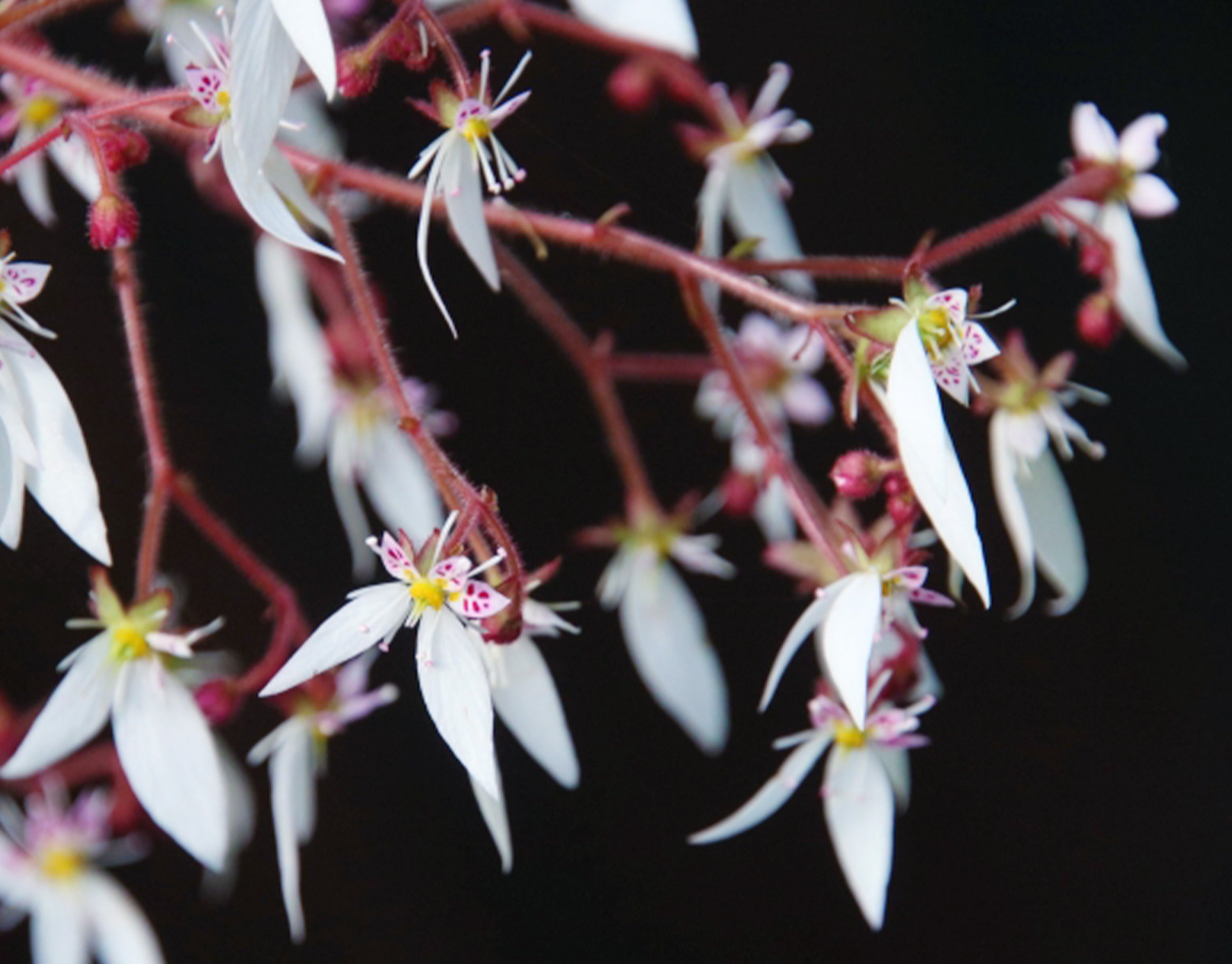 Saxifraga Sarmentosa Extract