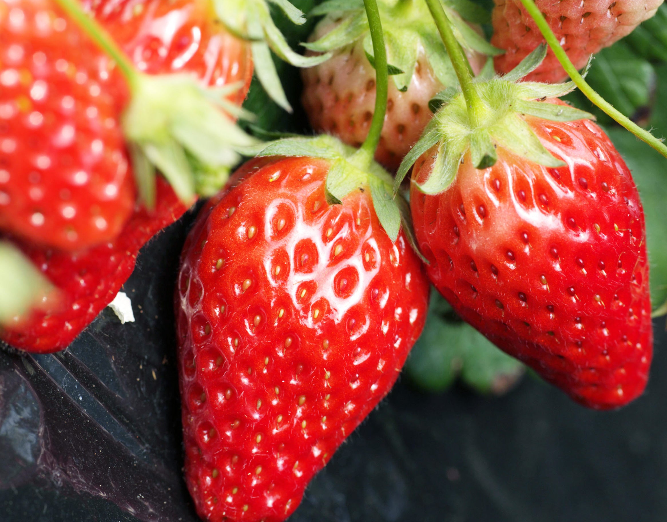Strawberry Seed Extract